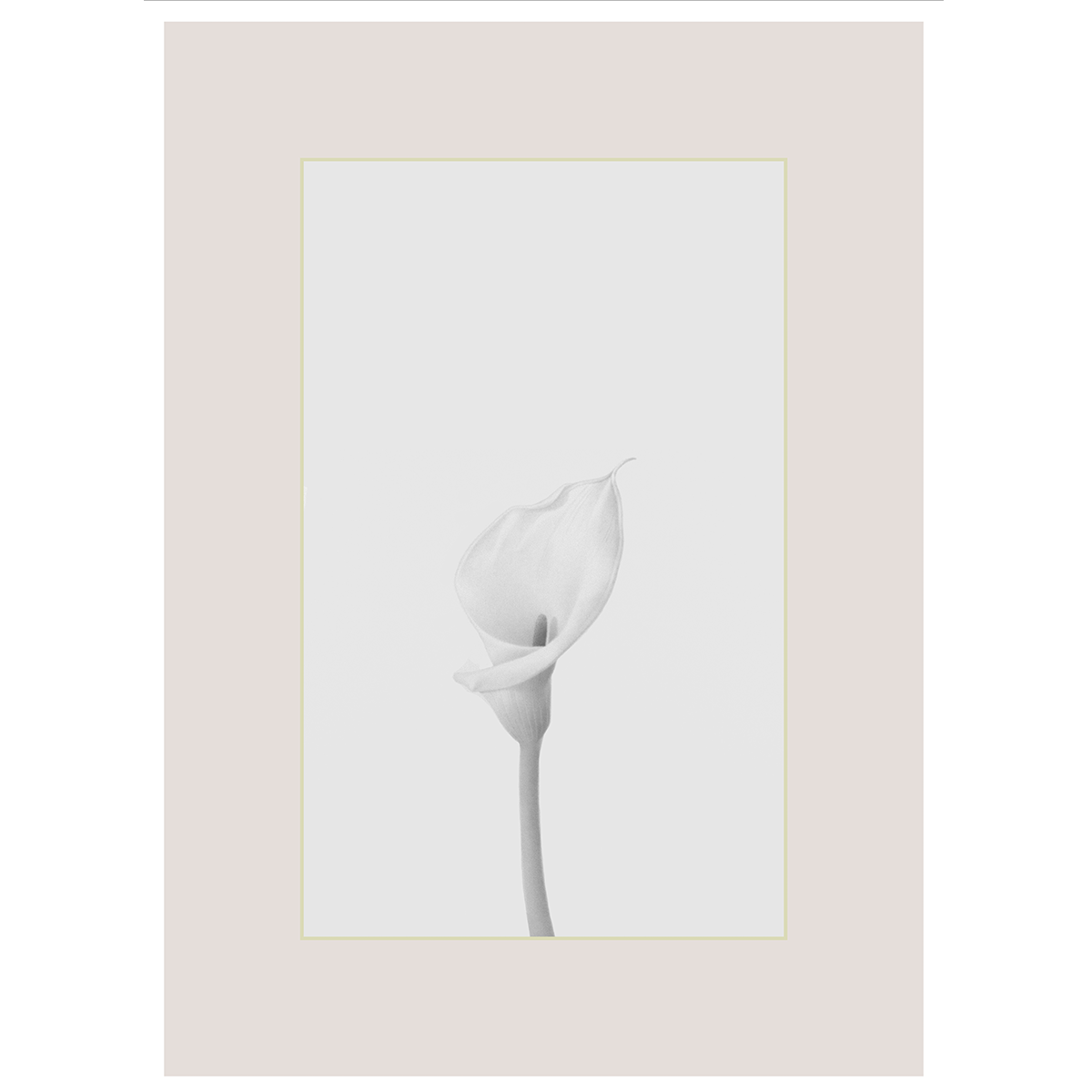 Moyano Miguel - Flor 1