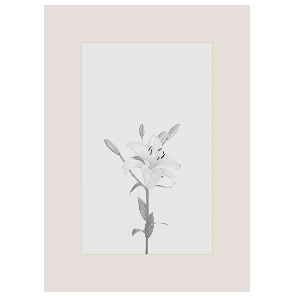 Moyano Miguel - Flor 2